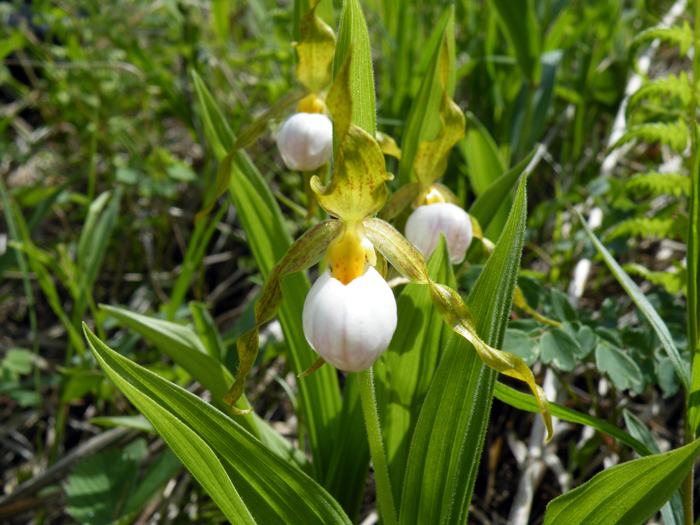 File:Cypripedium candidum 1.jpg