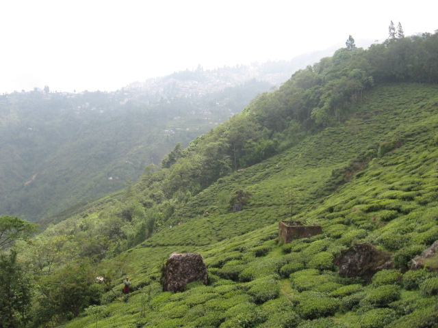 File:Darjeeling Tea Garden.jpg