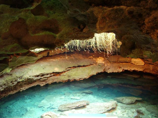 Devil's Den: Florida's prehistoric swimming hole