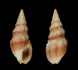 <i>Drillia umbilicata</i> Species of gastropod