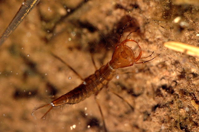 File:Dytiscus.marginalis.larva.jpg