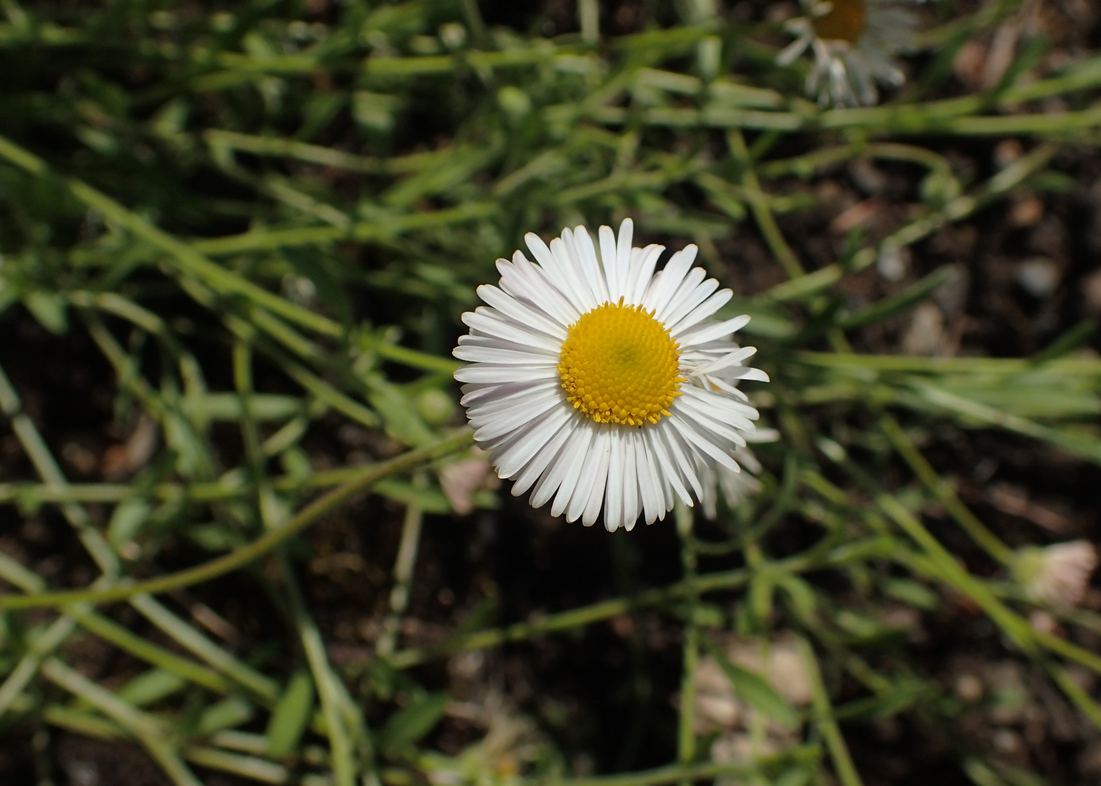 Erigeron macranthus Clear Blue русское название