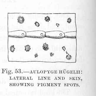 File:FMIB 48021 Aulopyge hugelii- Lateral line and skin, showing pigment spots.jpeg