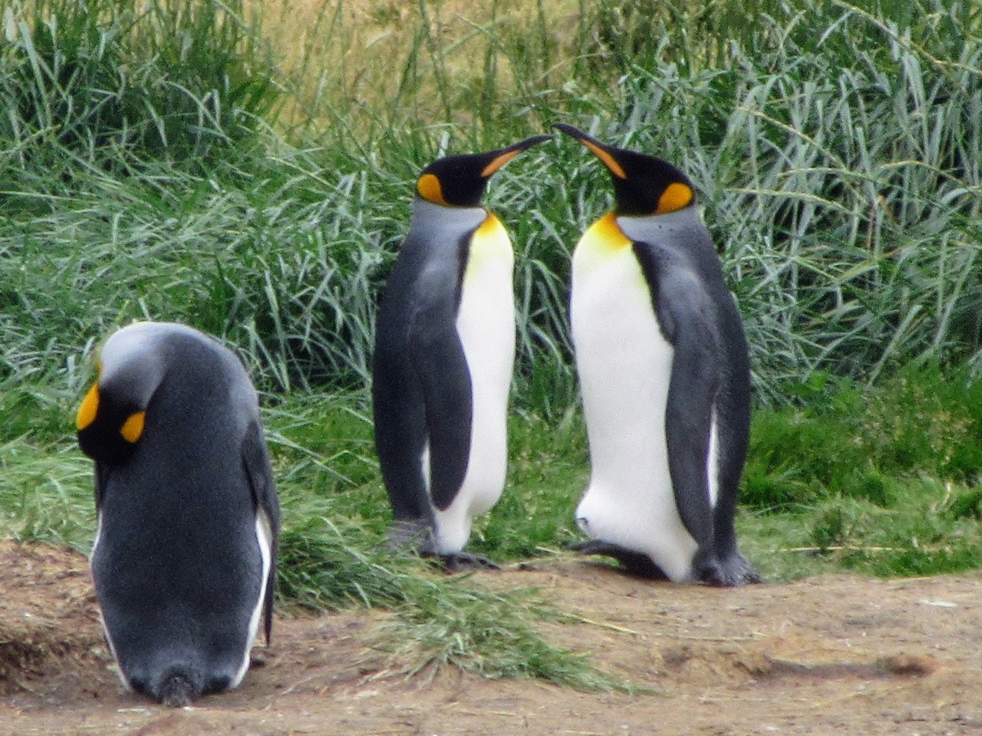 tierra del fuego penguins