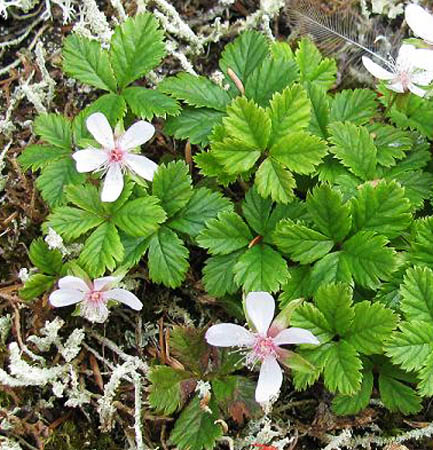 File:Five-leaved bramble.jpg