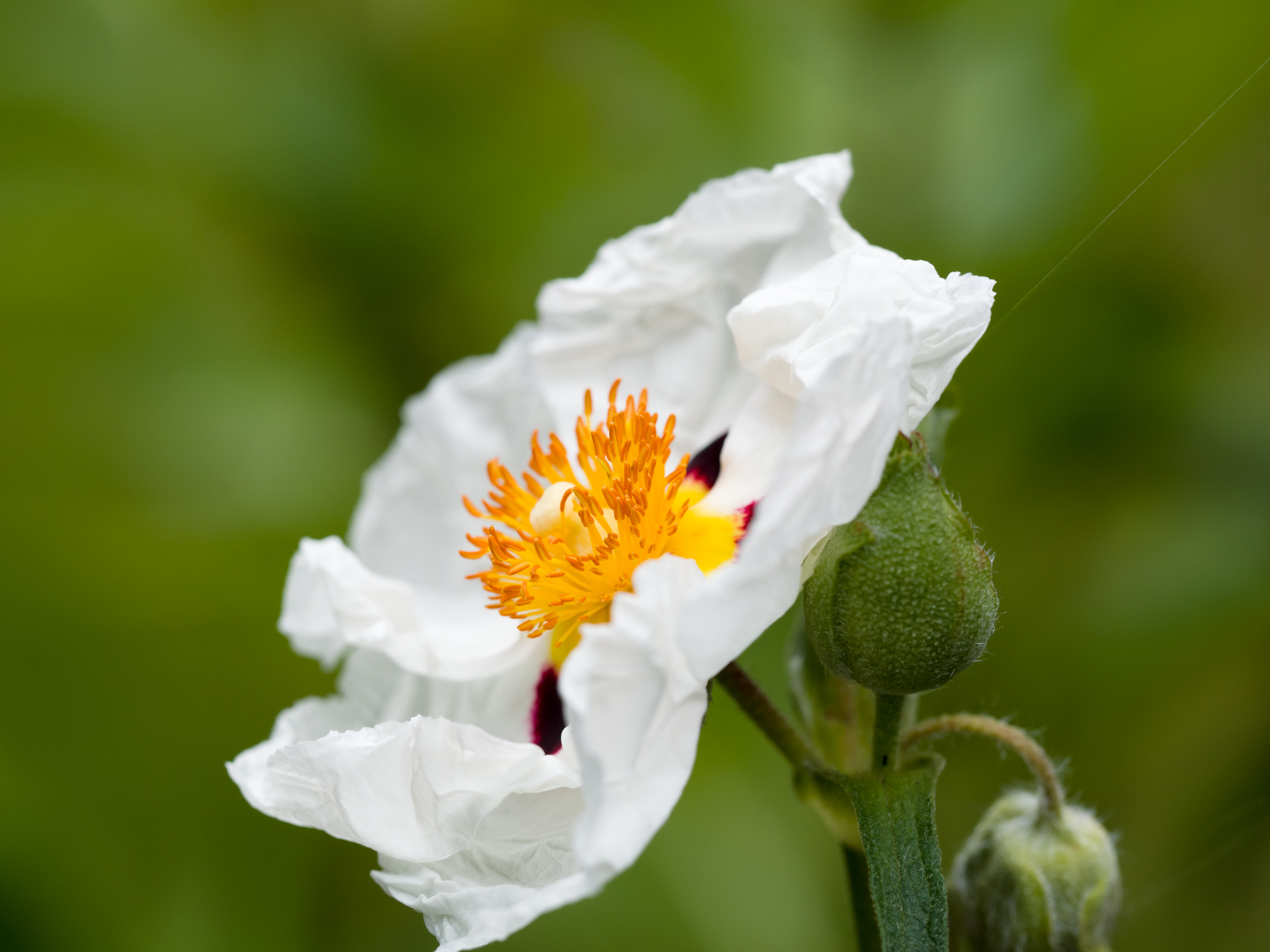 fried egg flower