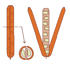 File:Fruit morphology silique and cross section.png