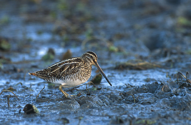 File:Gallinago gallinago 2 (Marek Szczepanek).jpg