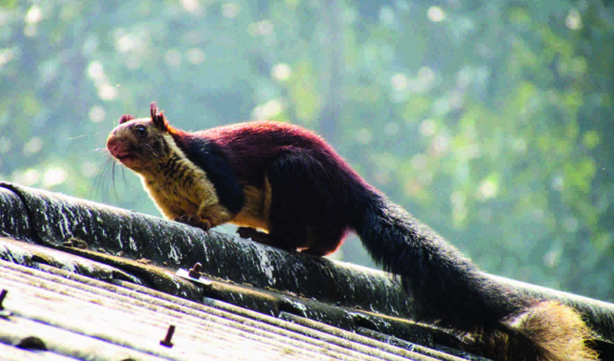 File:Giant Squirrel at Simlipal National Park (Odisha).jpg - Wikimedia  Commons
