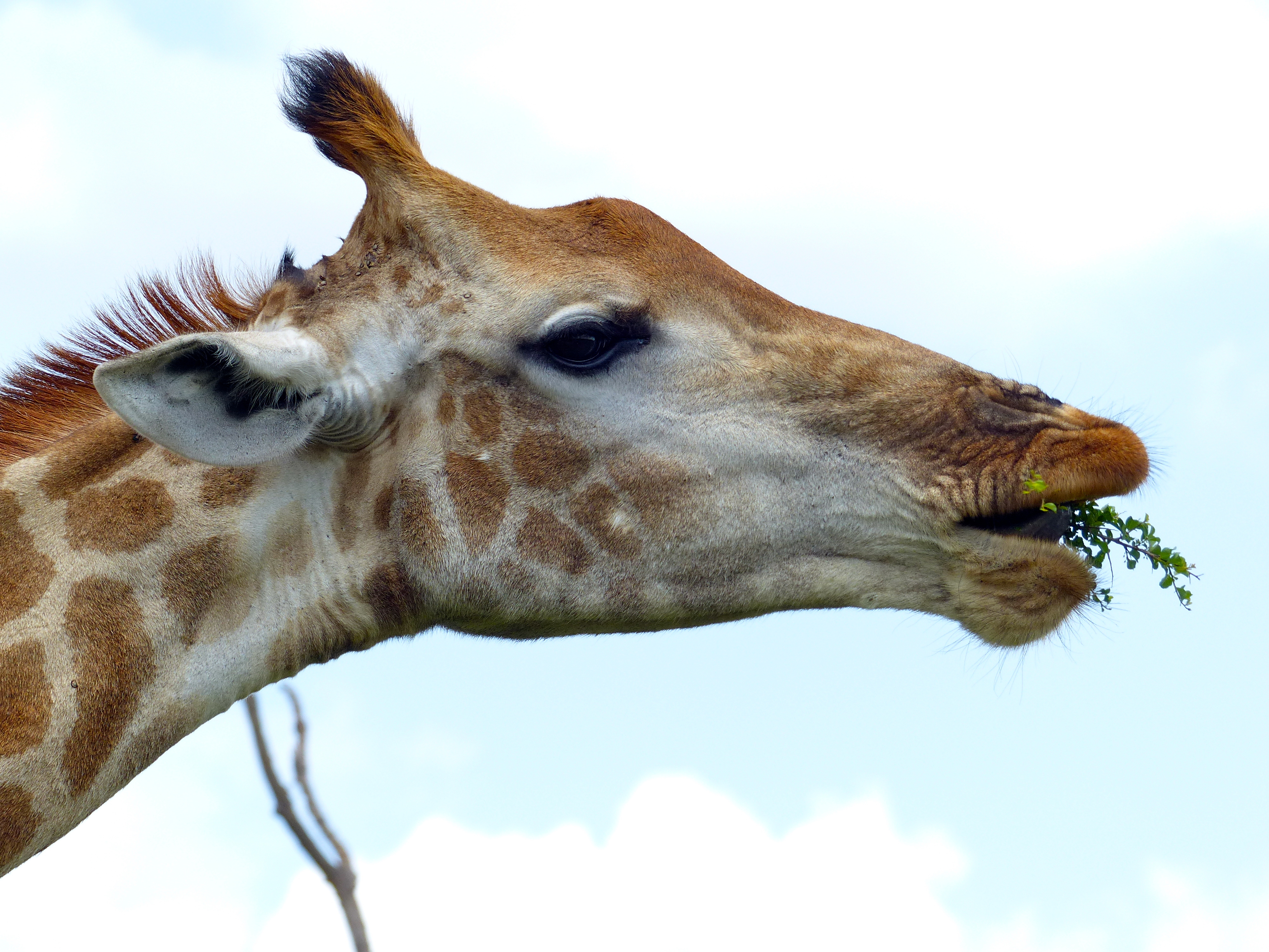 Giraffe (Giraffa camelopardalis) (11530037065).jpg