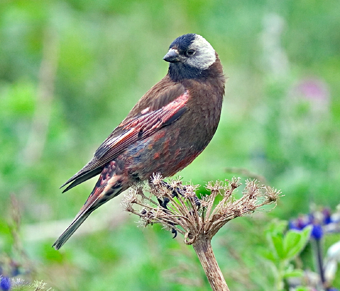 File:Gray-Crowned Rosy-Finch.jpg