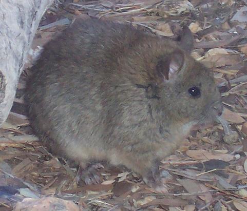 File:Greater Sticknest Rat.JPG