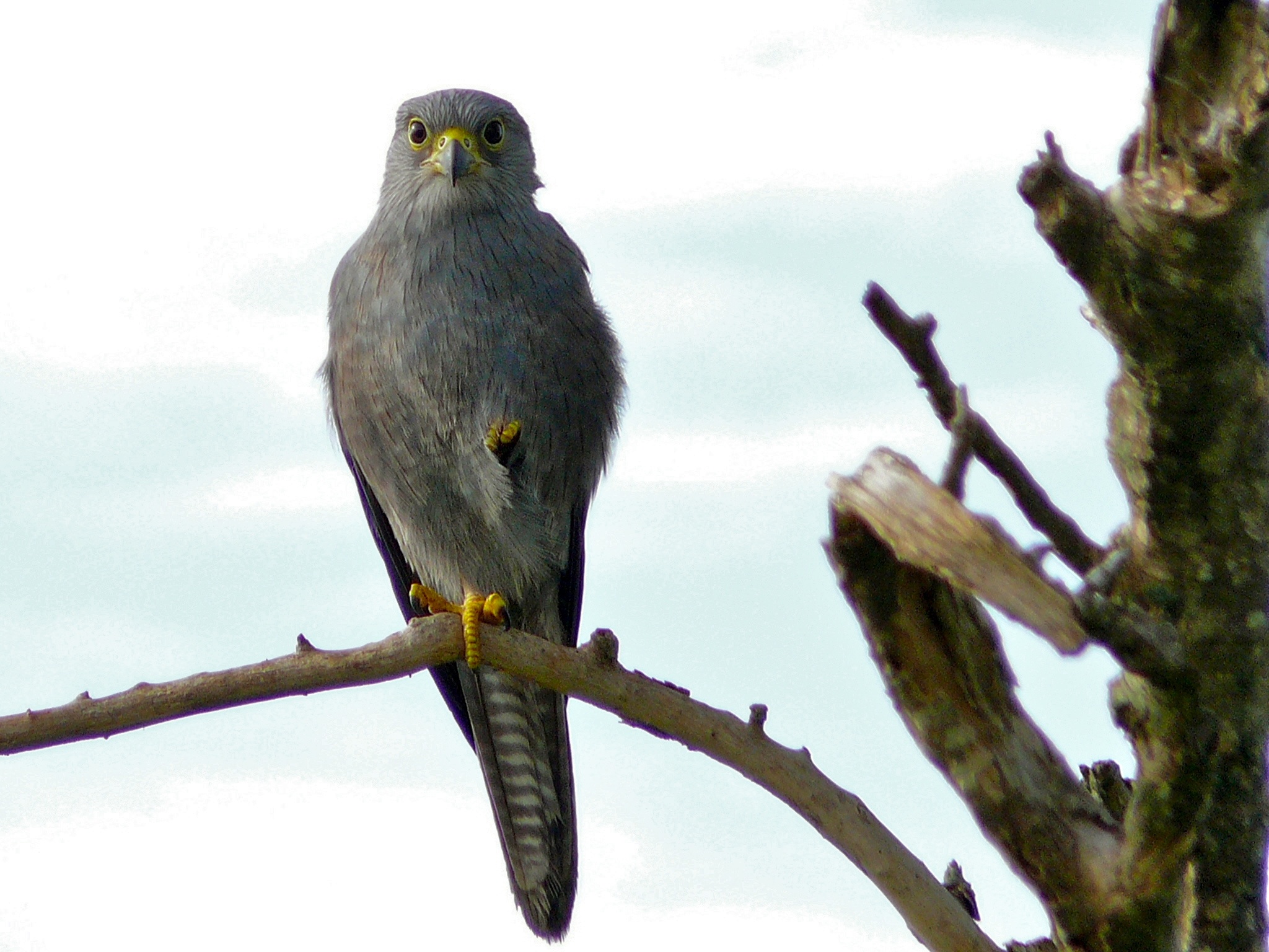 Grey Kestrel (Falco ardosiaceus) (6861322791).jpg