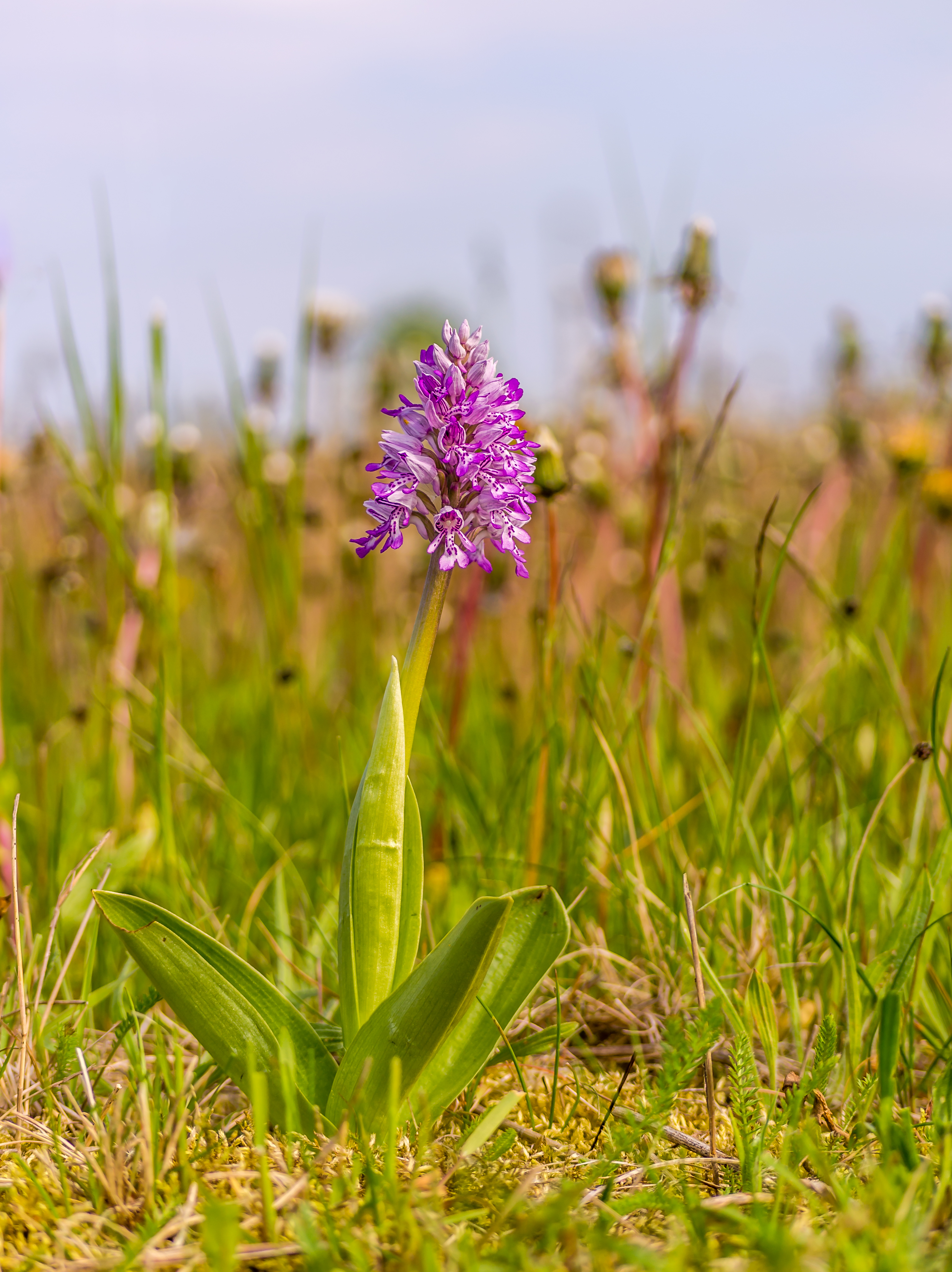 Ятрышник шлемоносный (Orchis militaris),