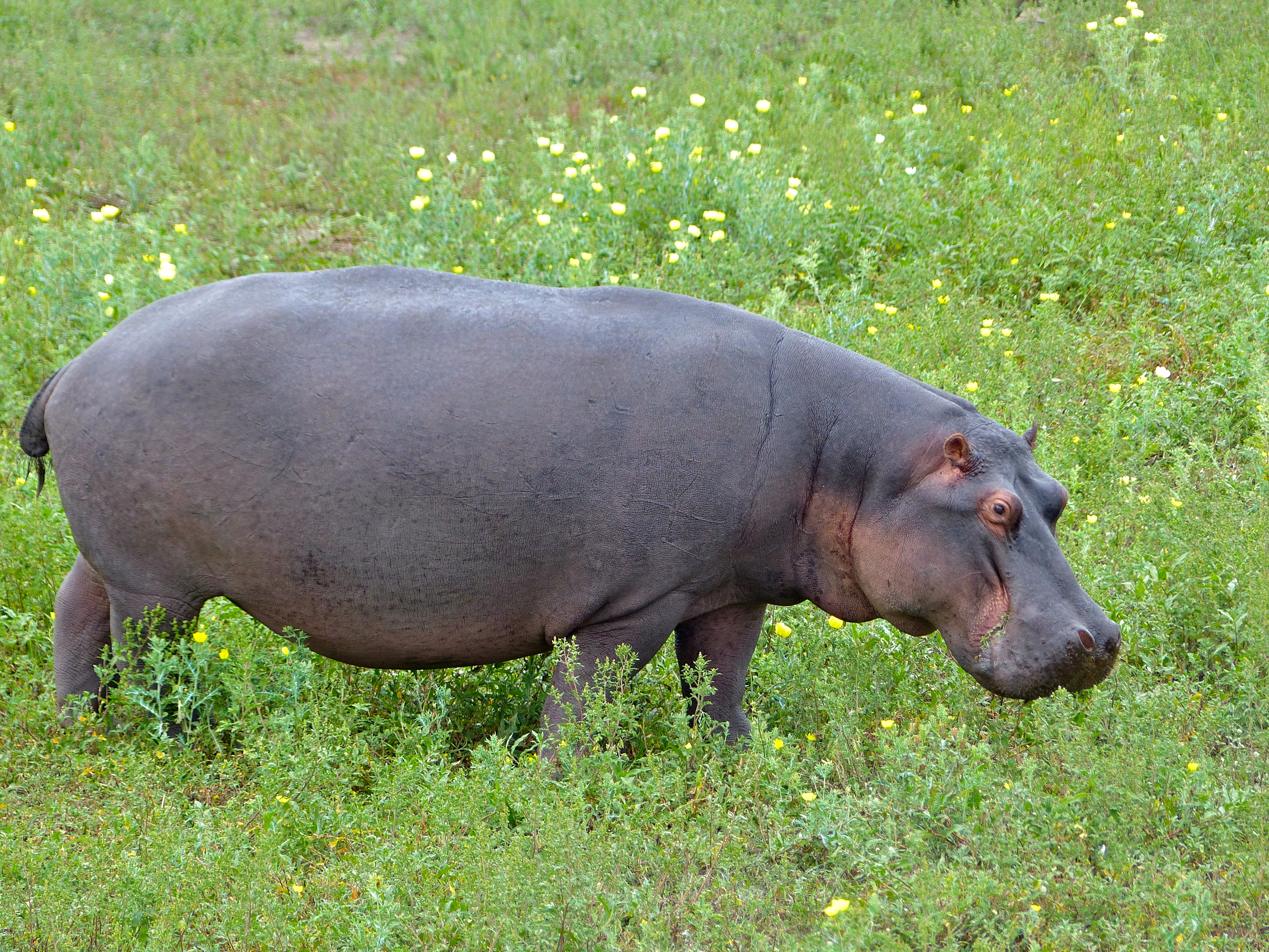 Hippo (Hippopotamus amphibius) grazing (12033127823).jpg