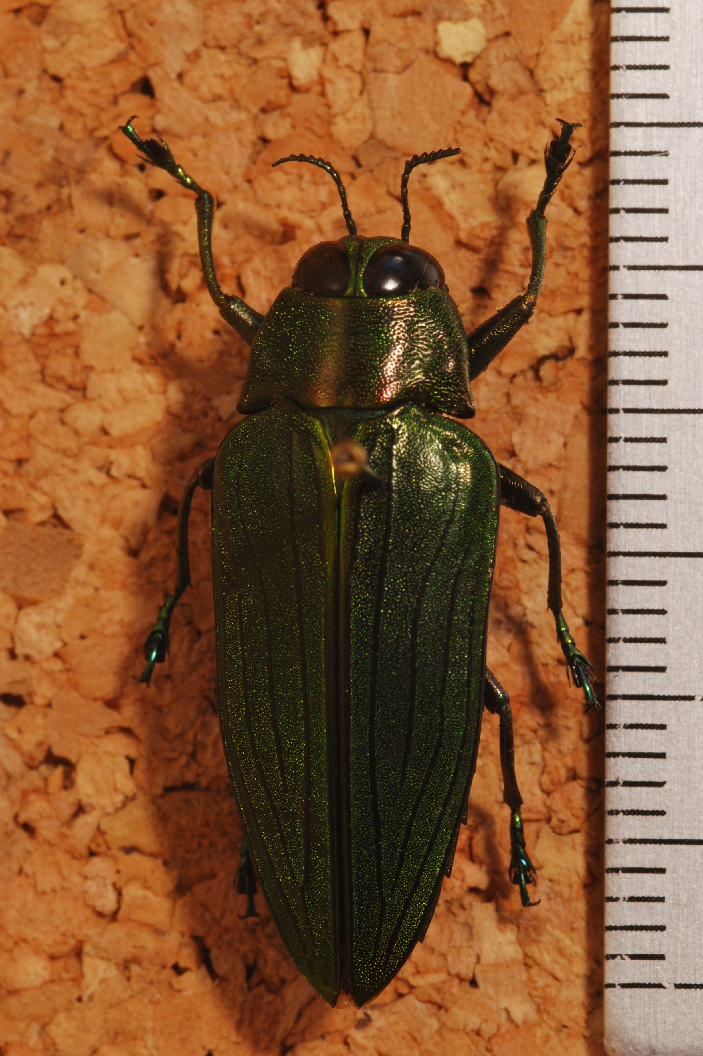 Jewel Beetle (Megactenodes westermanni) (8244272725).jpg