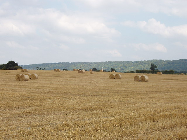 File:Kingston Stert - harvested cornfield - geograph.org.uk - 39111.jpg