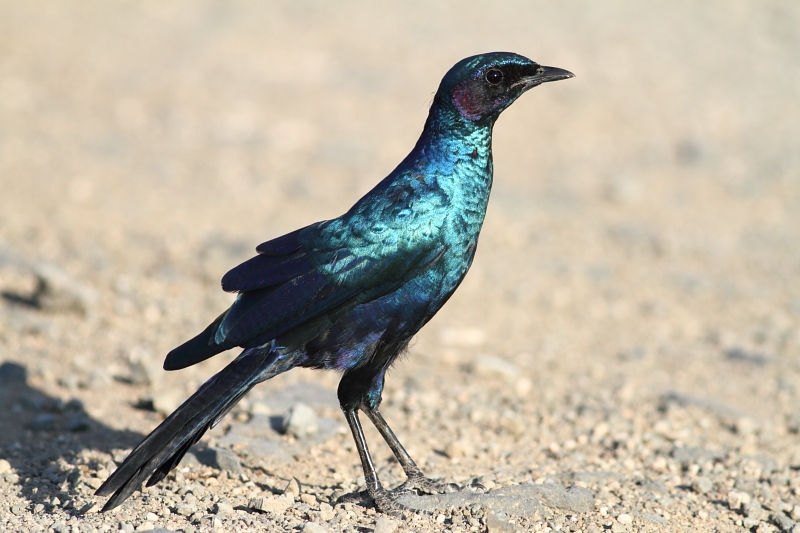 File:Lamprotornis australis (Sturnidae) (Burchell's Starling), Kruger National Park, South Africa.jpg