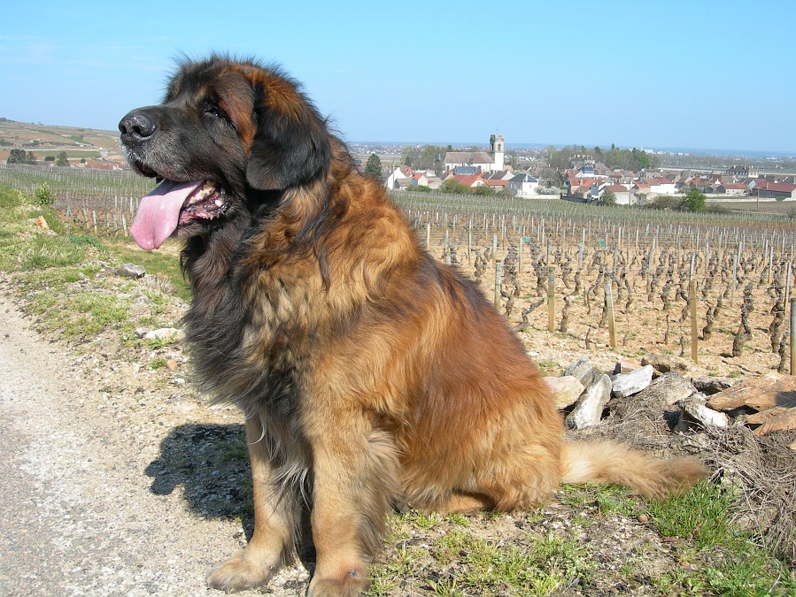 Leonberg (chien) — Wikipédia