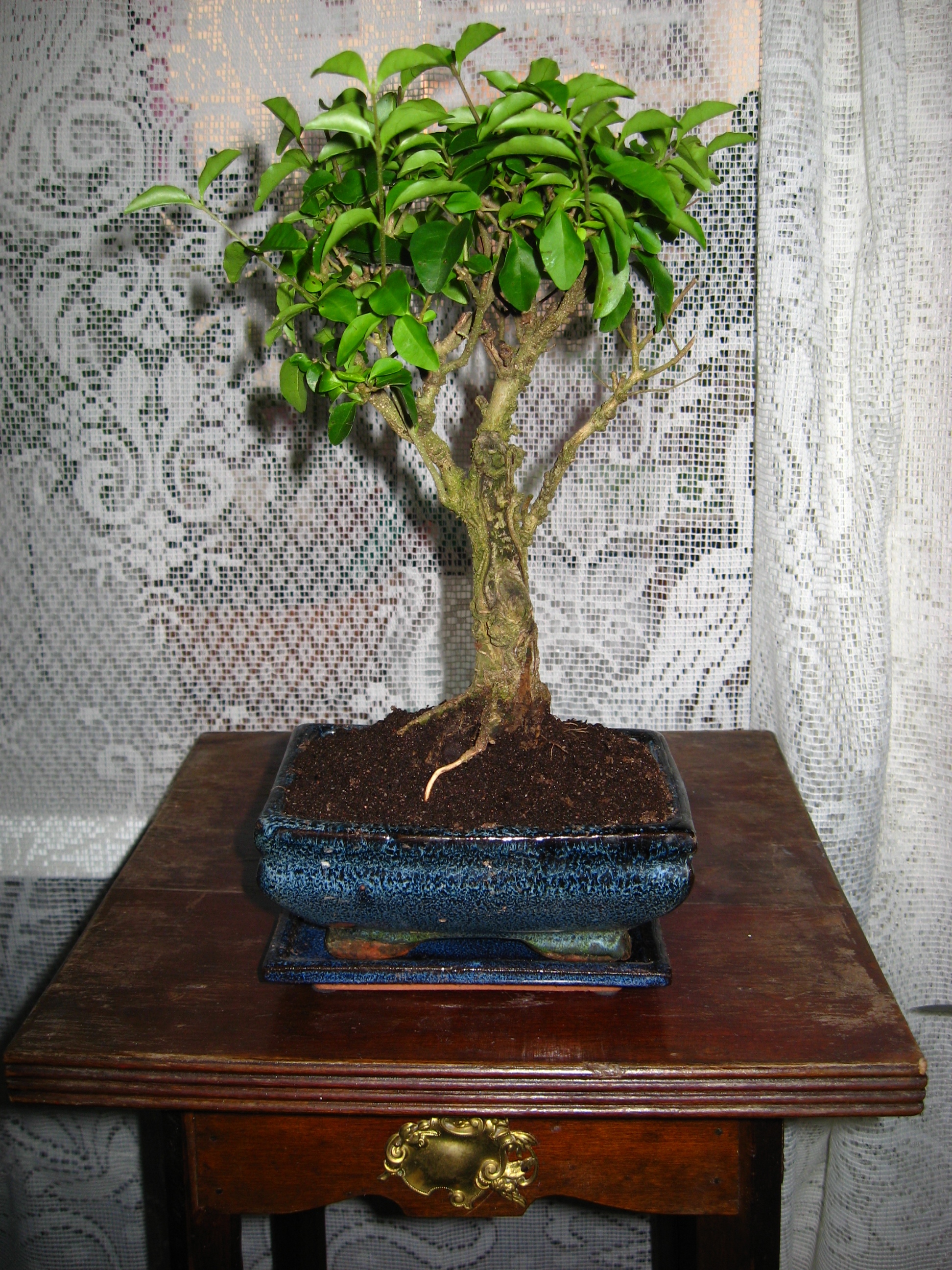 Image of Ligustrum japonicum bonsai