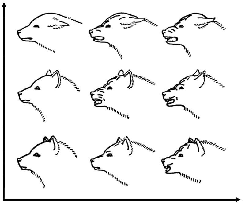 Grimace scale: Rabbit