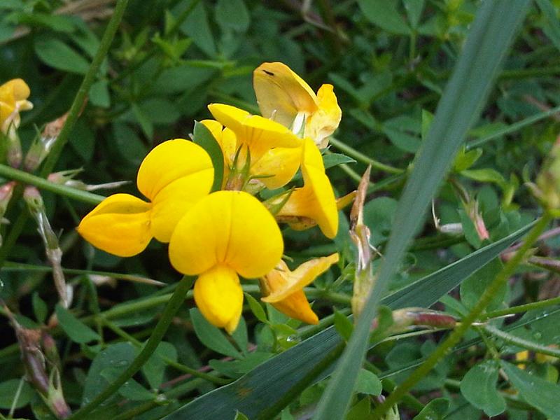 File:Lotus corniculatus - London 1.jpg