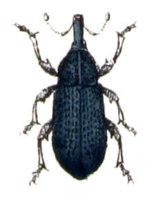 Magdalis.violacea .-. Calwer.32.21.jpg