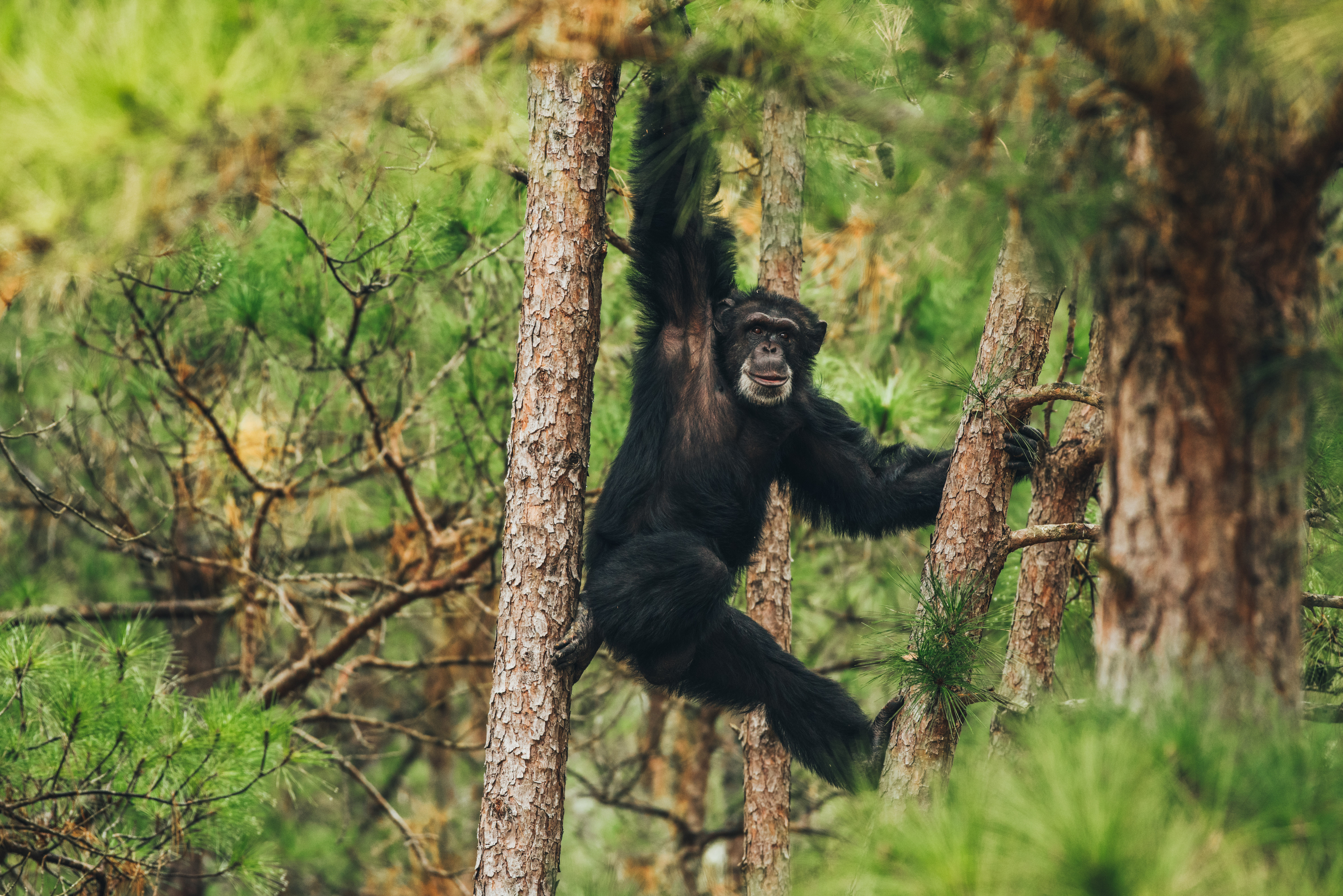 Chimpanzé — Wikipédia