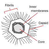 File:Mimivirus diagram.gif
