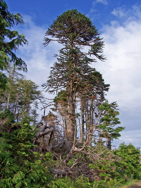 File:Monkey Puzzle tree - geograph.org.uk - 873267.jpg ...