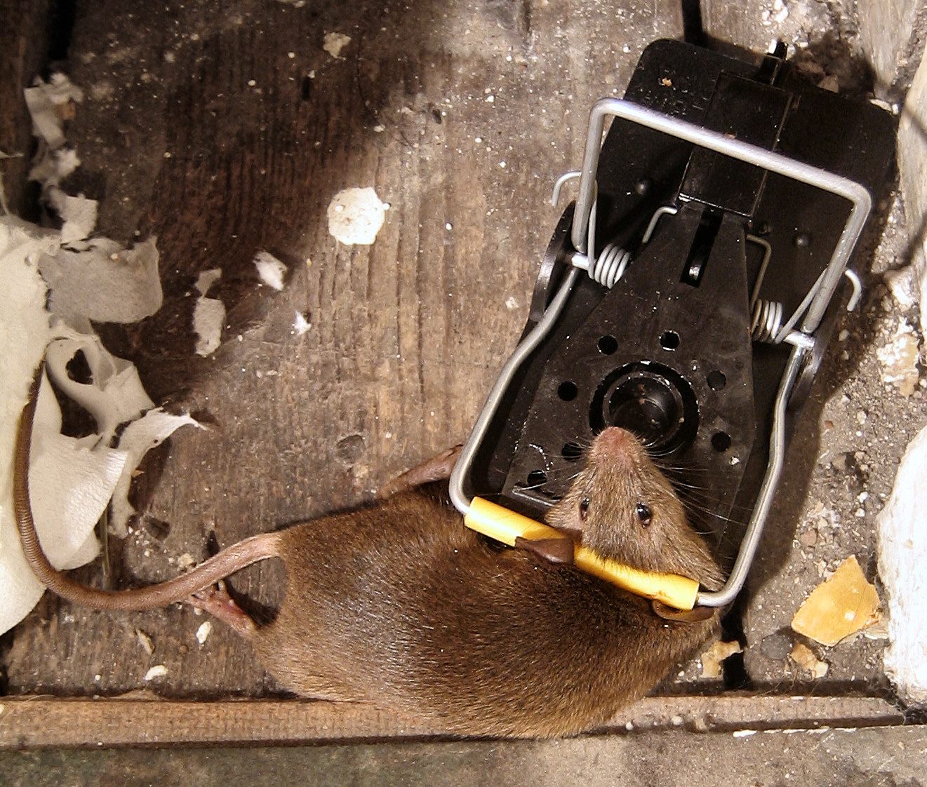 Ratonera madera trampa ratones golpe caso 12er set ratas trampa animal trampa cebo trampa 