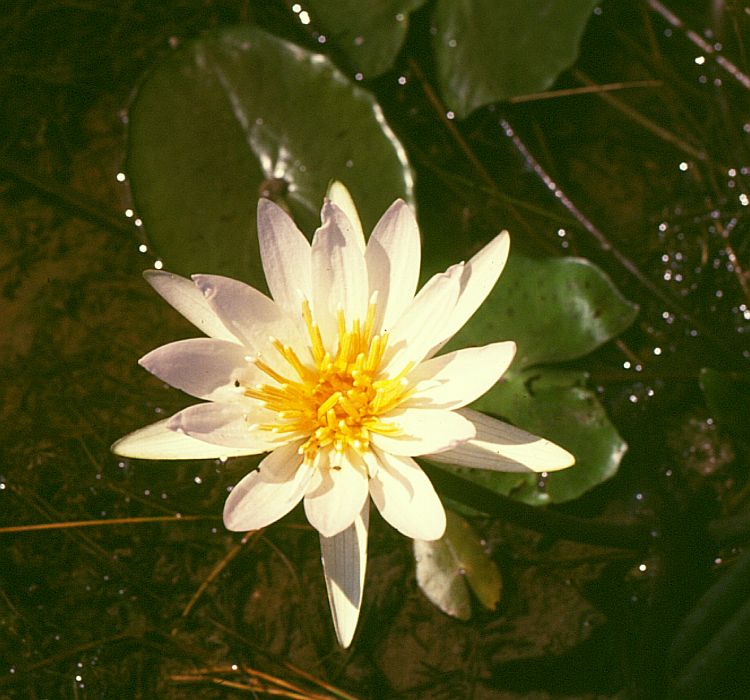 Nymphaea nouchali var. caerulea - Wikipedia