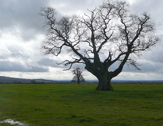 File:Oak - geograph.org.uk - 3381133.jpg