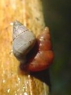 <i>Omphalotropis rubens</i> Species of gastropod
