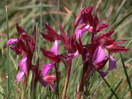 File:Orchis papilionacea subsp. papilionacea Sardinia LM.jpg