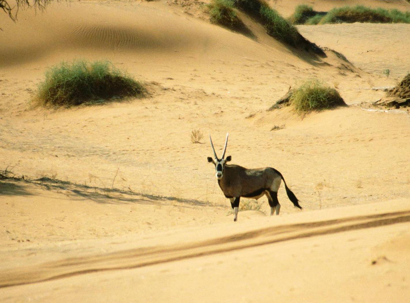 namib desert animals