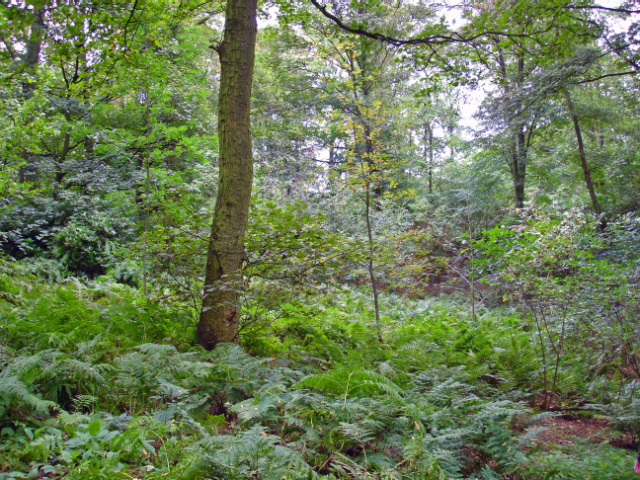 File:Over Alderley, Daniel Hill Wood - geograph.org.uk - 263014.jpg