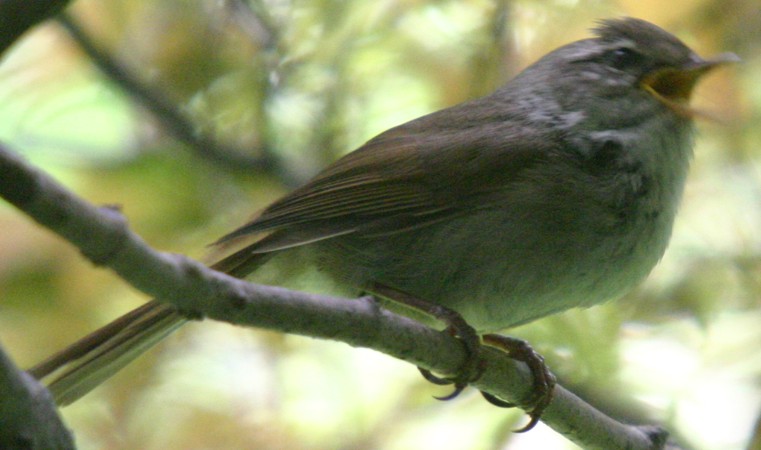 File:Pale-legged leaf warbler.jpg