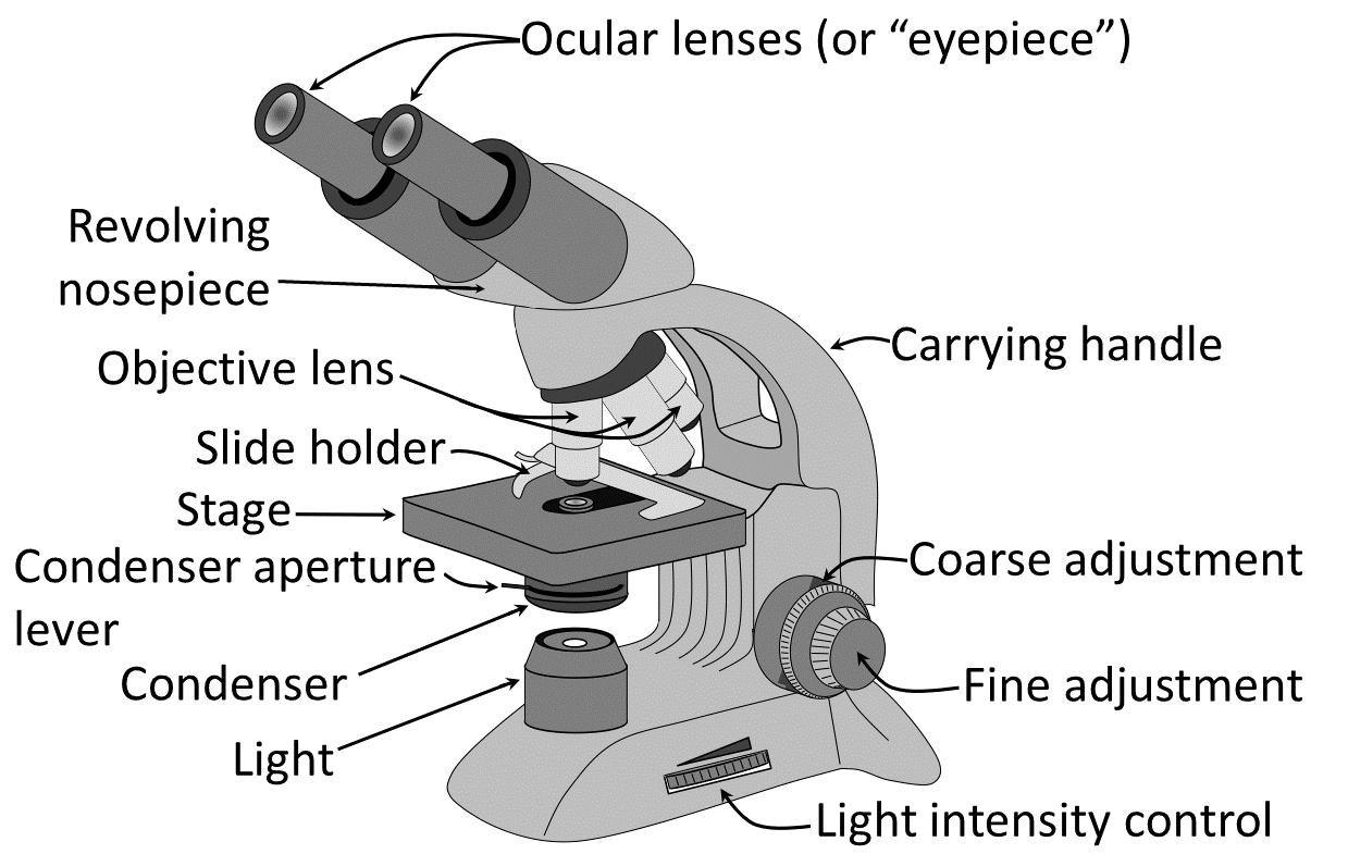 fup Redaktør Ooze File:Parts of a light microscope (english) - larger text.png - Wikimedia  Commons