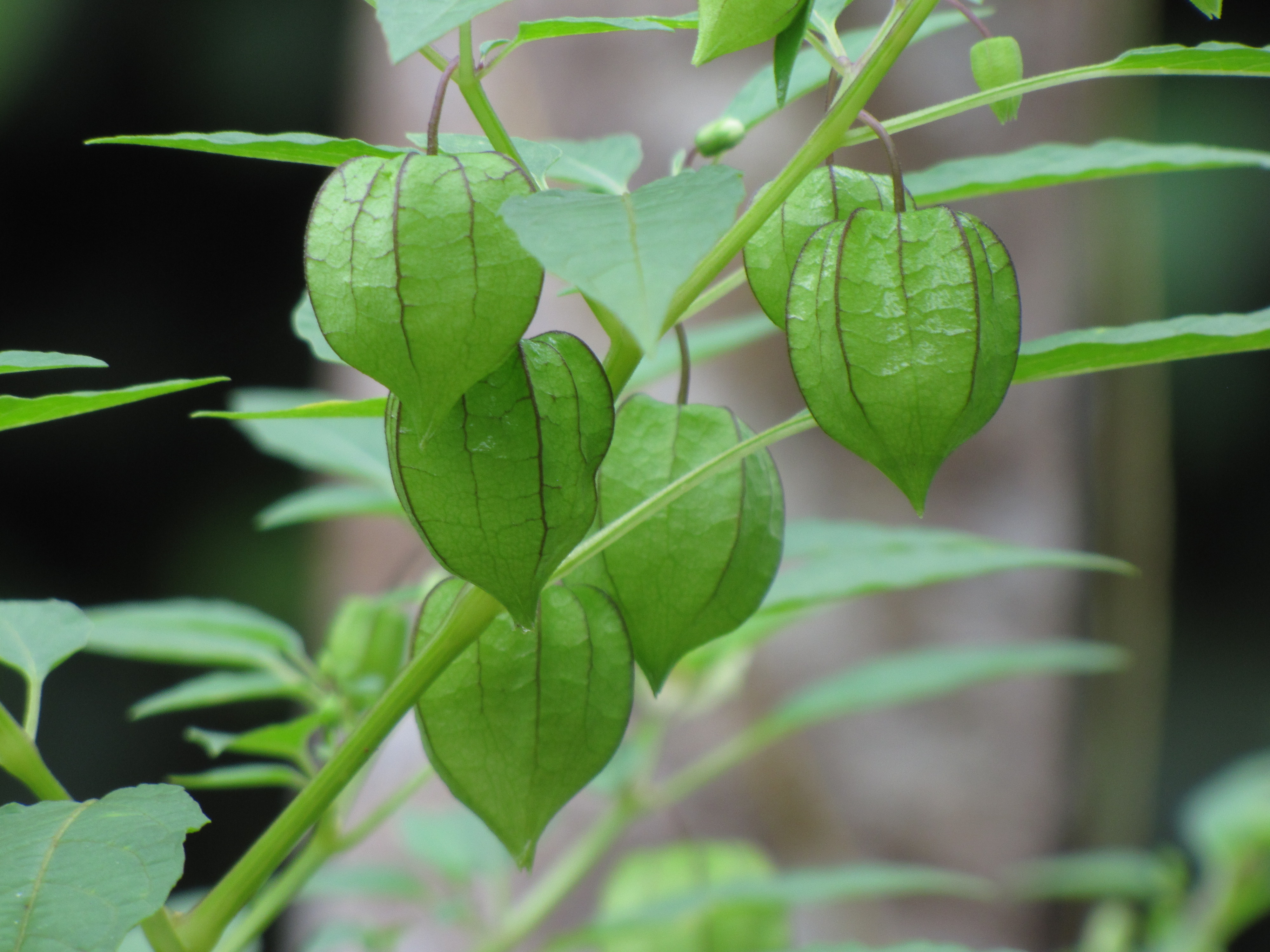 File Physalis minima group 1 JPG Wikimedia Commons