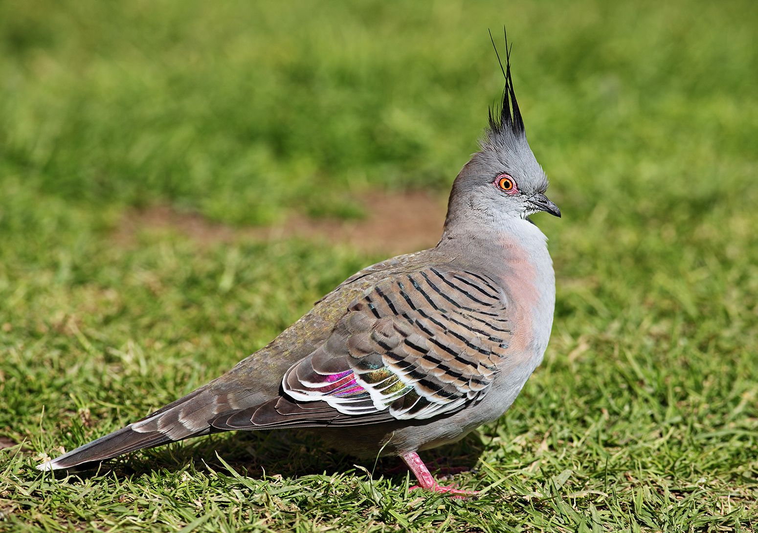 Pigeon Crested