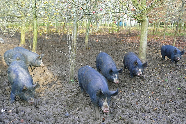 File:Pigs at North Standen - geograph.org.uk - 1052466.jpg