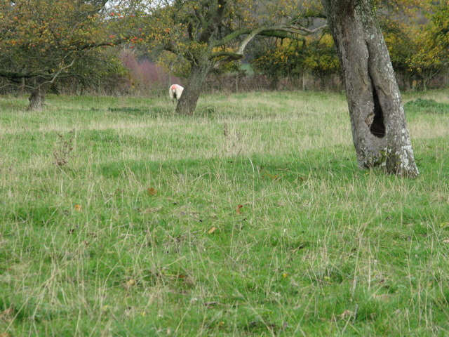 File:Ridge and furrow at Great Washbourne - geograph.org.uk - 2170026.jpg