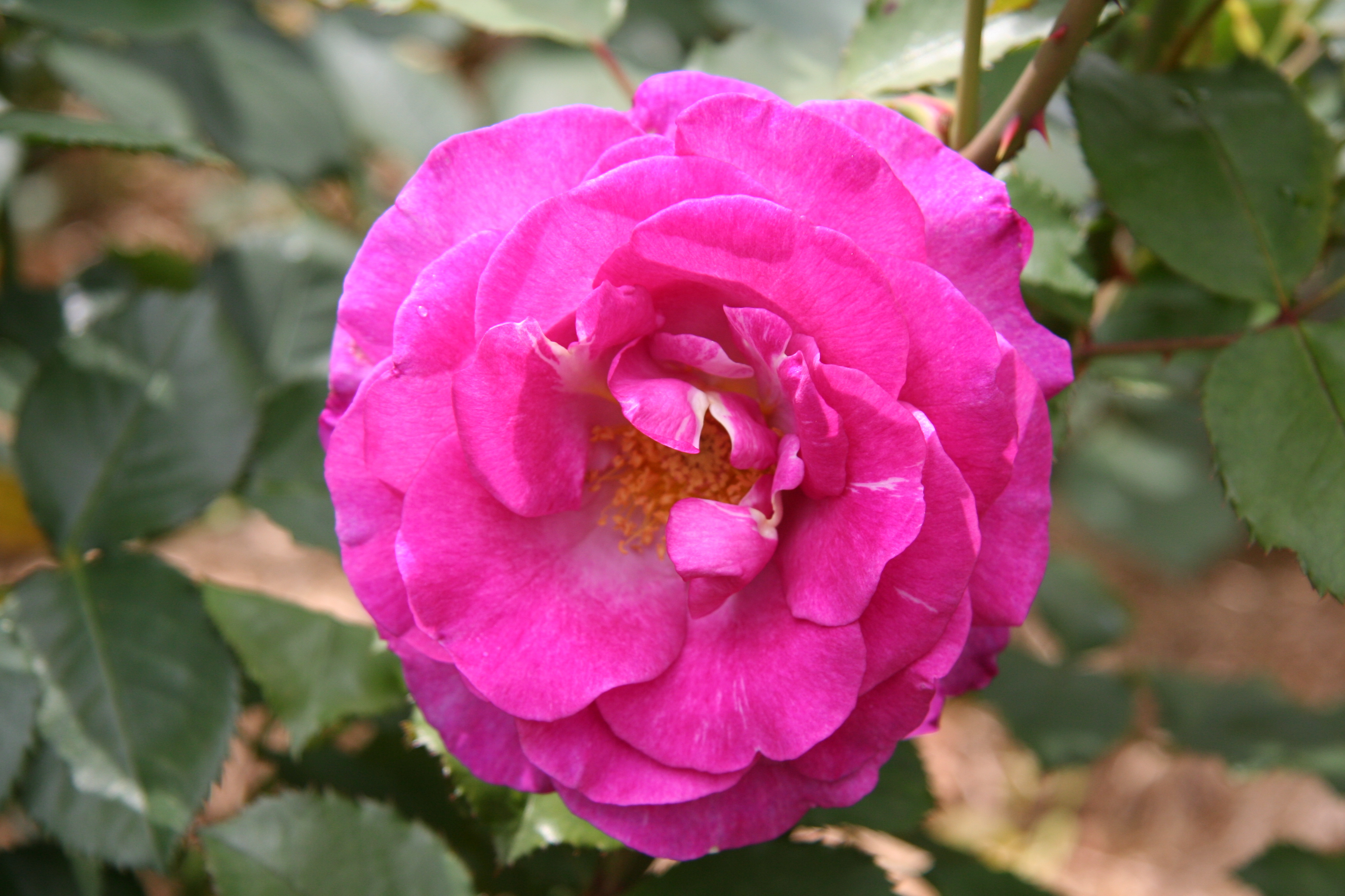 Fichier:Rose Violette Parfumee 20070601.jpg — Wikipédia