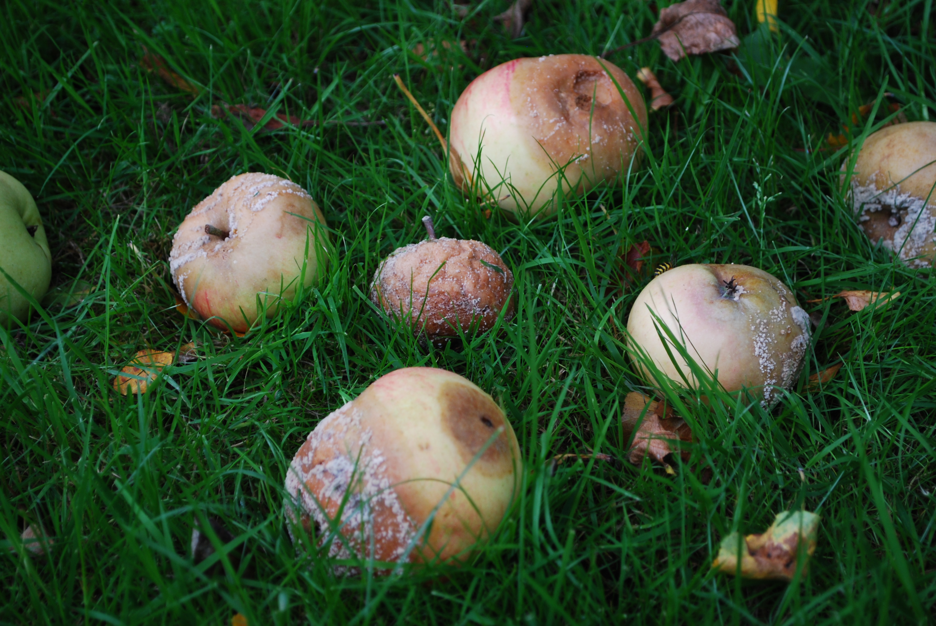 Rotten Apples - Wikipedia