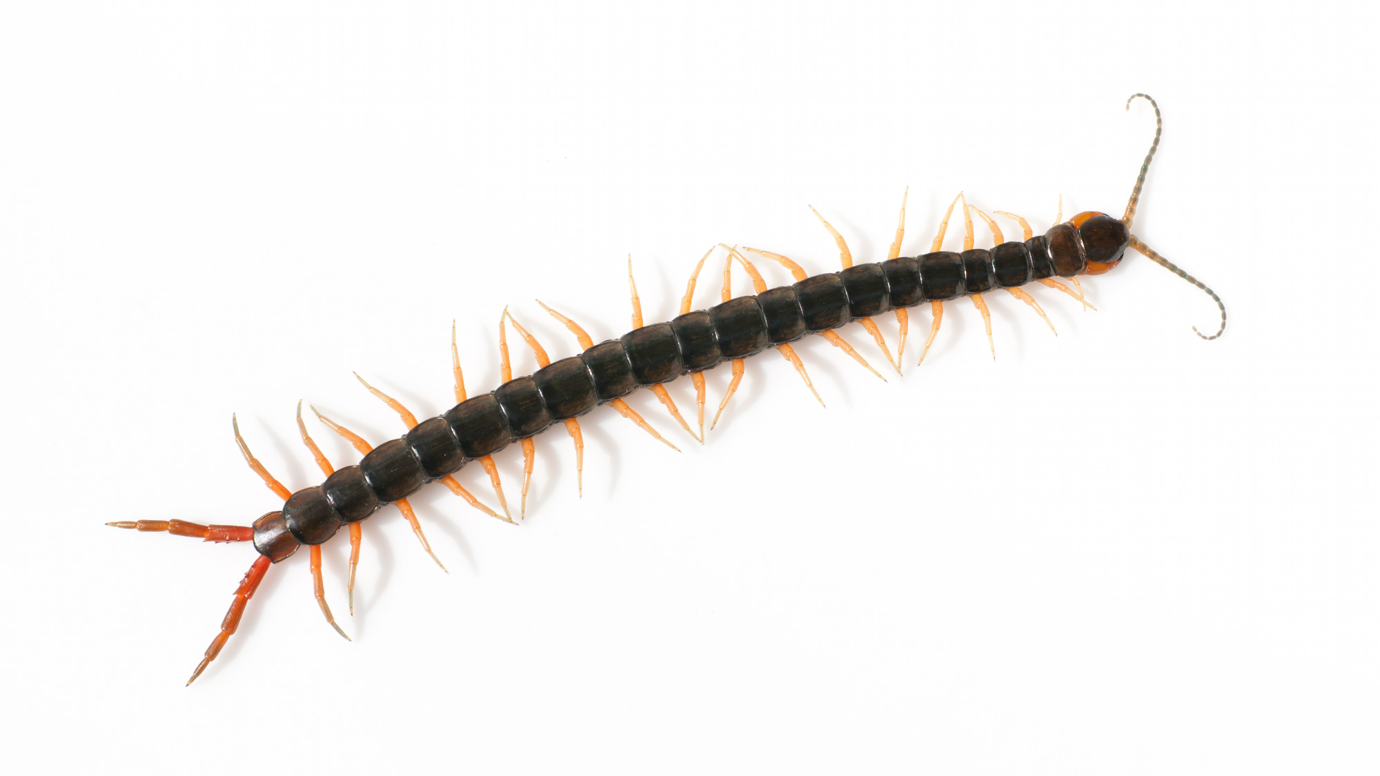 Scolopendra subspinipes