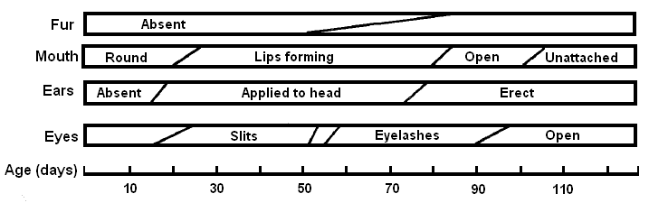 File:Wikipedia developers.png - Wikipedia