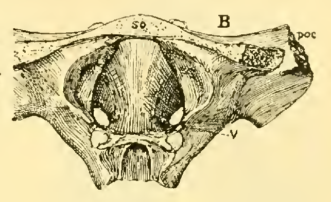 File:The Osteology of the Reptiles-043 hiugyftgyjhugyf 5rftgybhunj.png