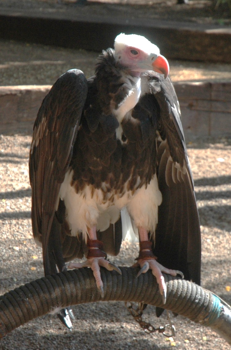 File:Trigonoceps occipitalis -Las Aguilas Jungle Park, Tenerife,   - Wikimedia Commons