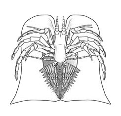 <i>Vachonisia</i> Extinct genus of Devonian organisms